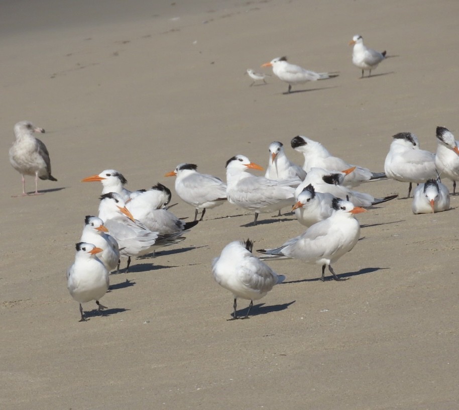 Royal Tern - ML646497570