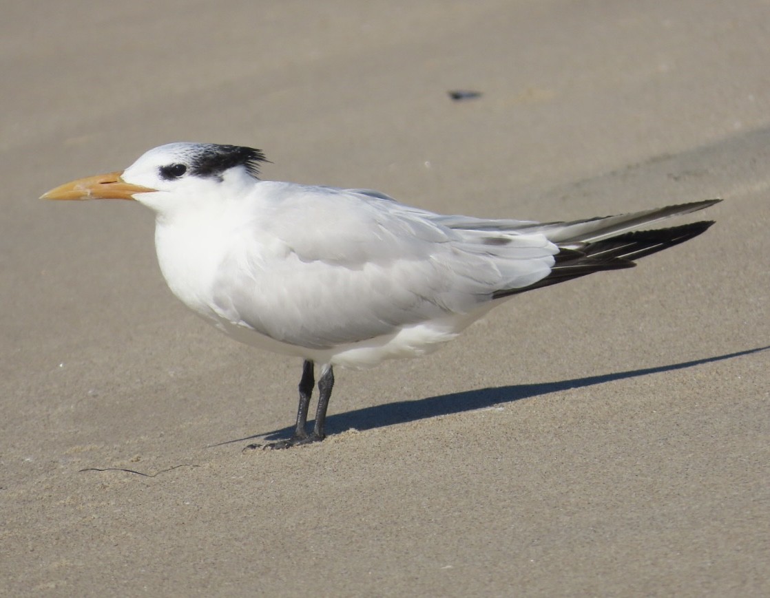 Royal Tern - ML646497571