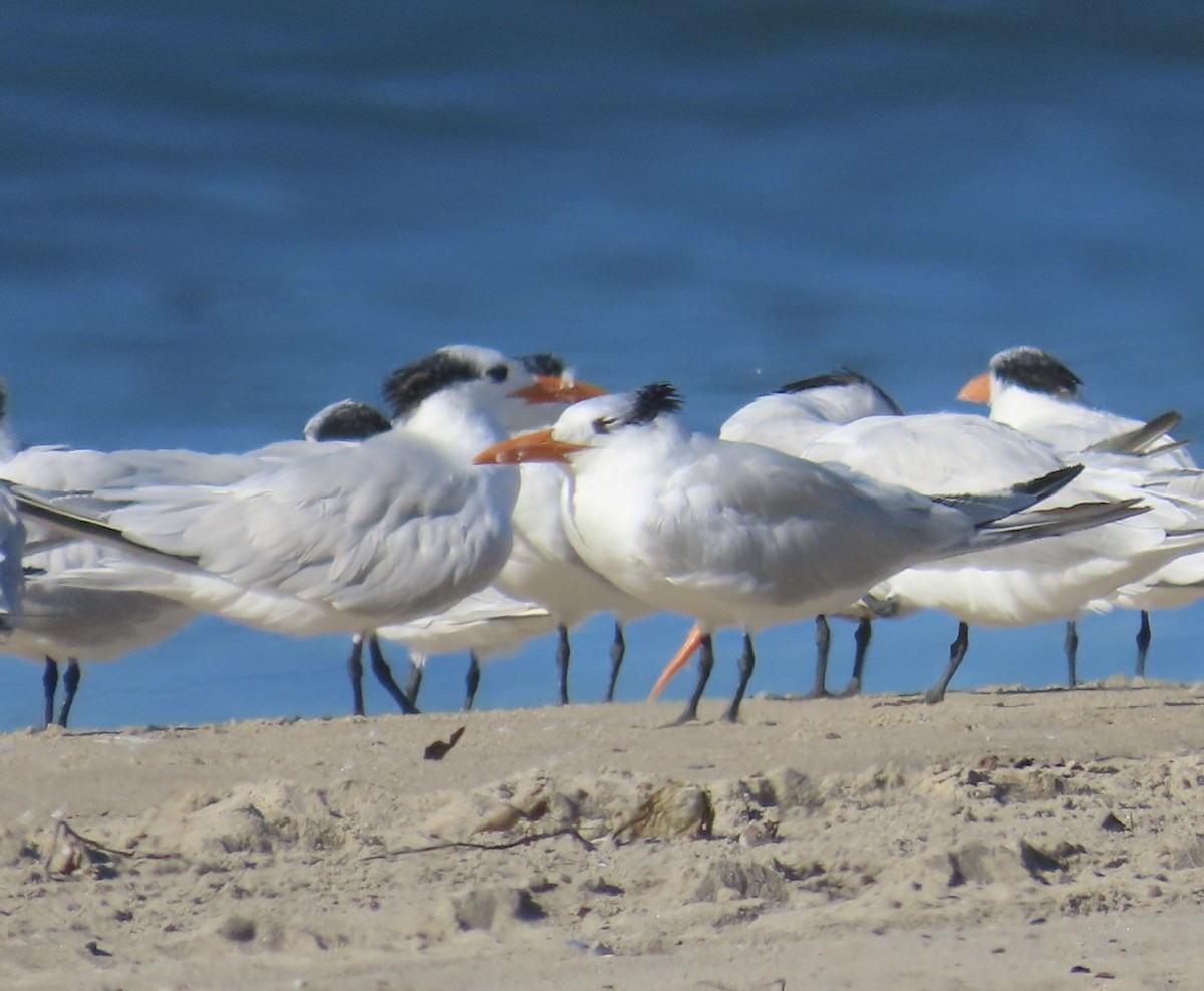 Royal Tern - ML646497572