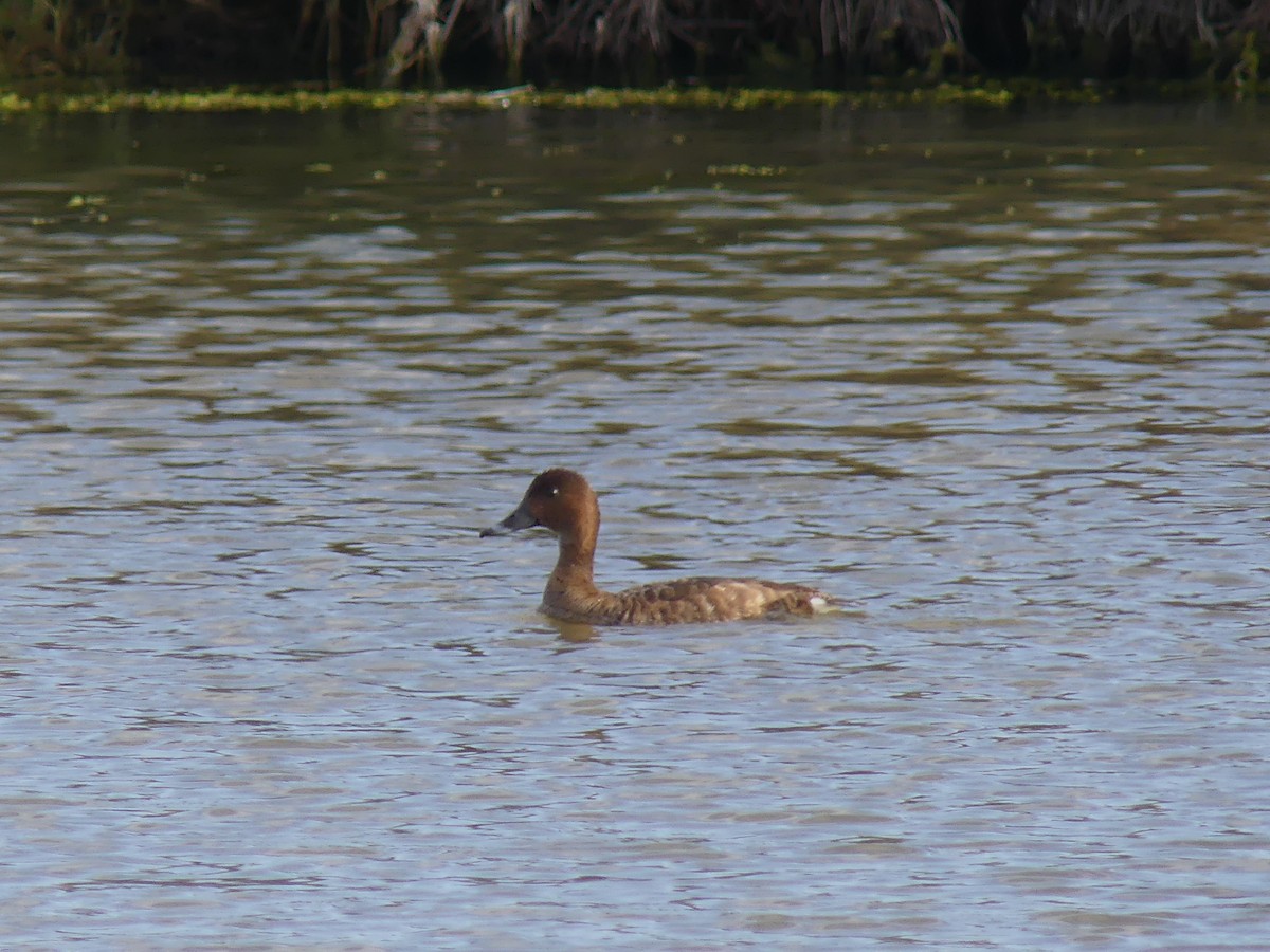 Hardhead - ML646497575