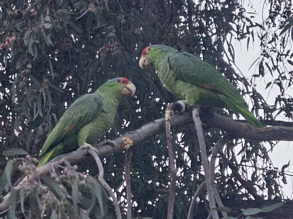 Lilac-crowned Amazon - ML646497578