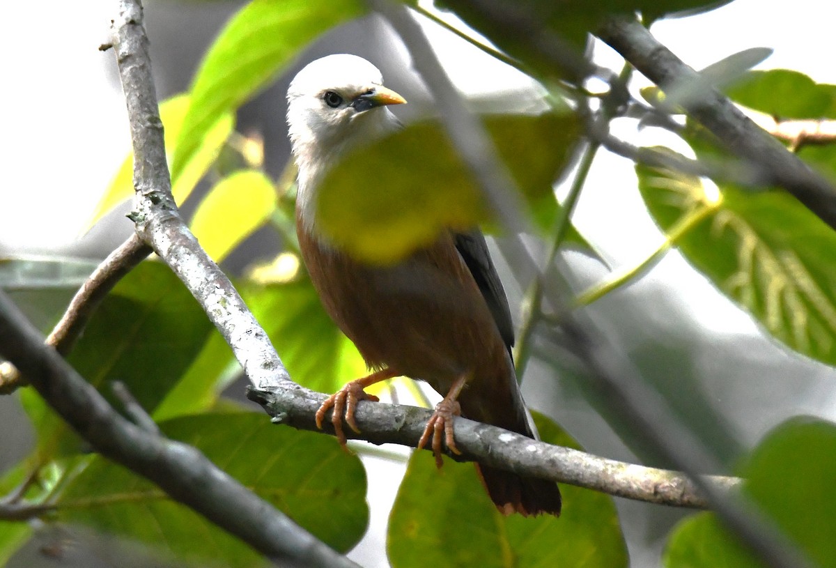 Malabar Starling - ML646497580