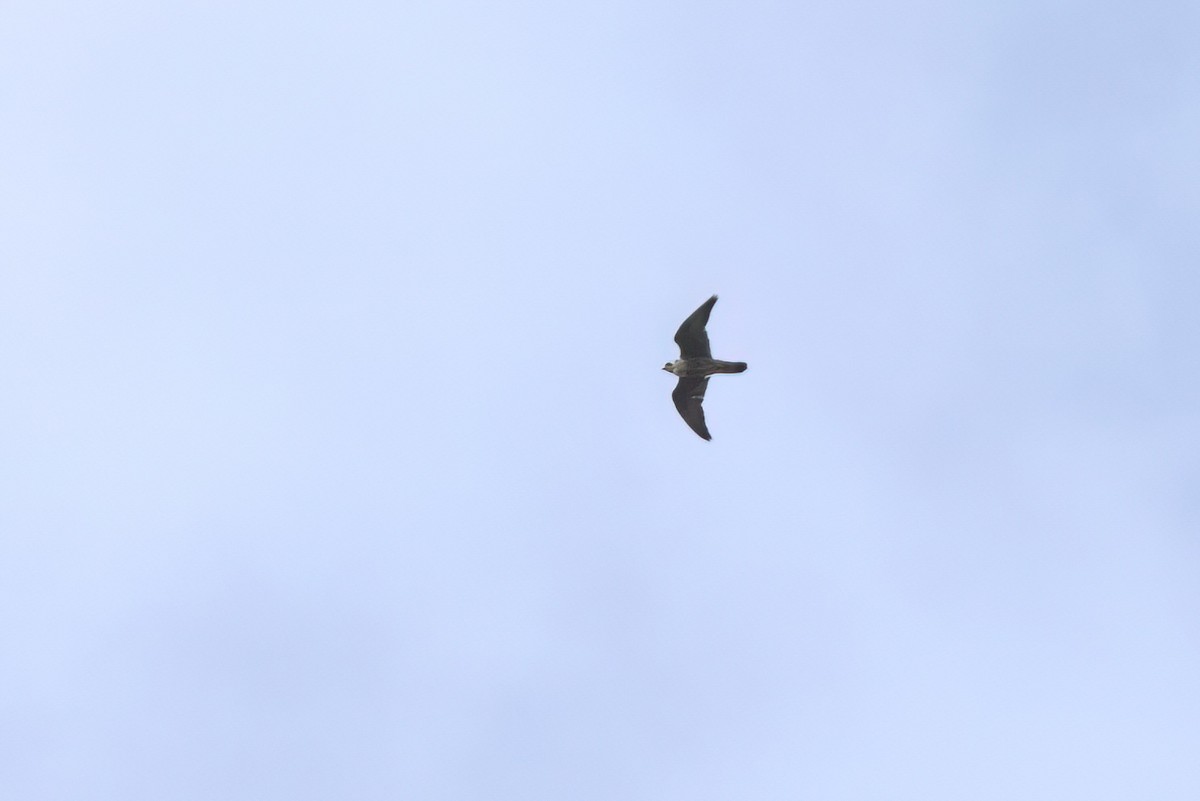 Peregrine Falcon - ML646497581