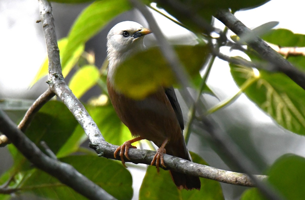 Malabar Starling - ML646497584