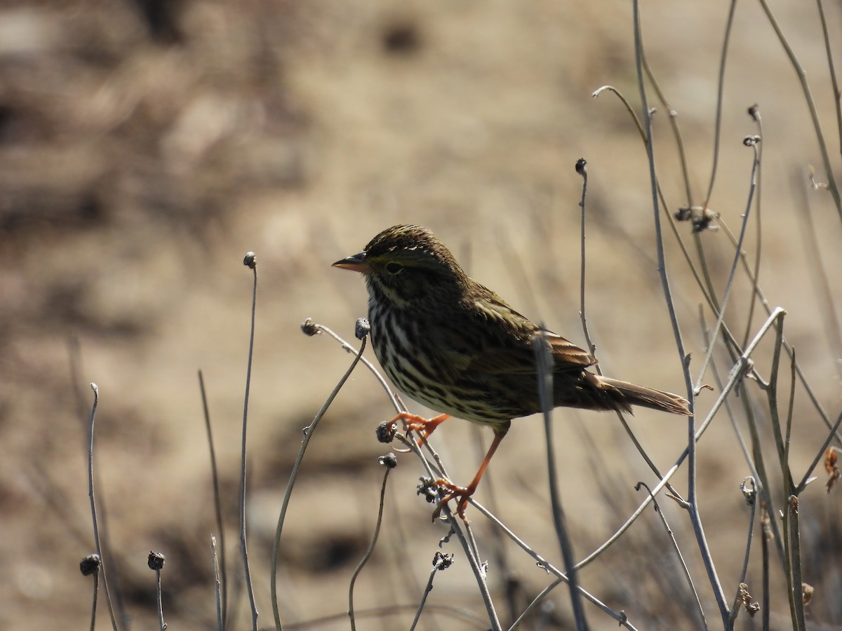 Chingolo Sabanero (grupo guttatus) - ML646497585