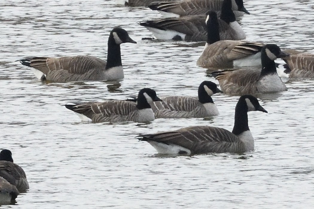 Zwergkanadagans - ML646497586