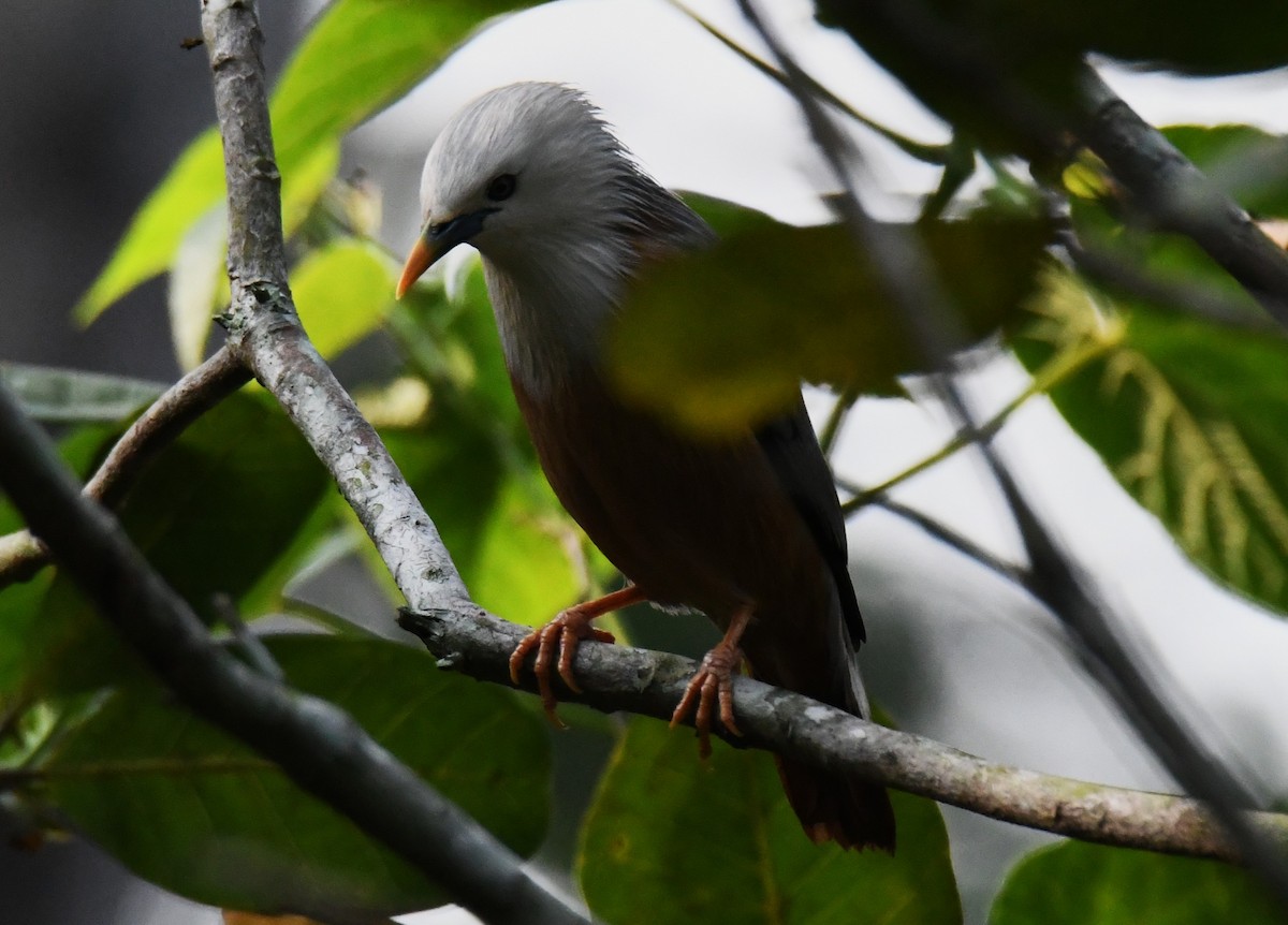 Malabar Starling - ML646497587