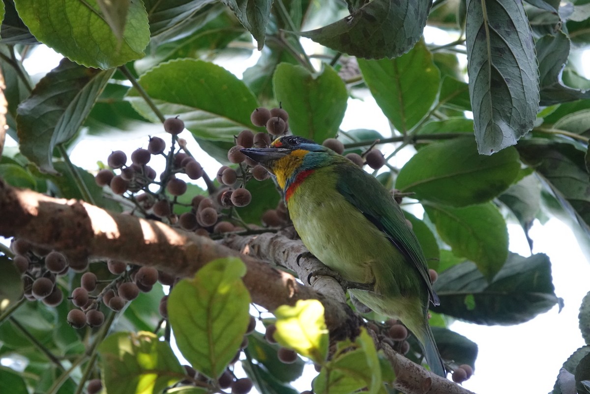 Taiwan Barbet - ML646497595