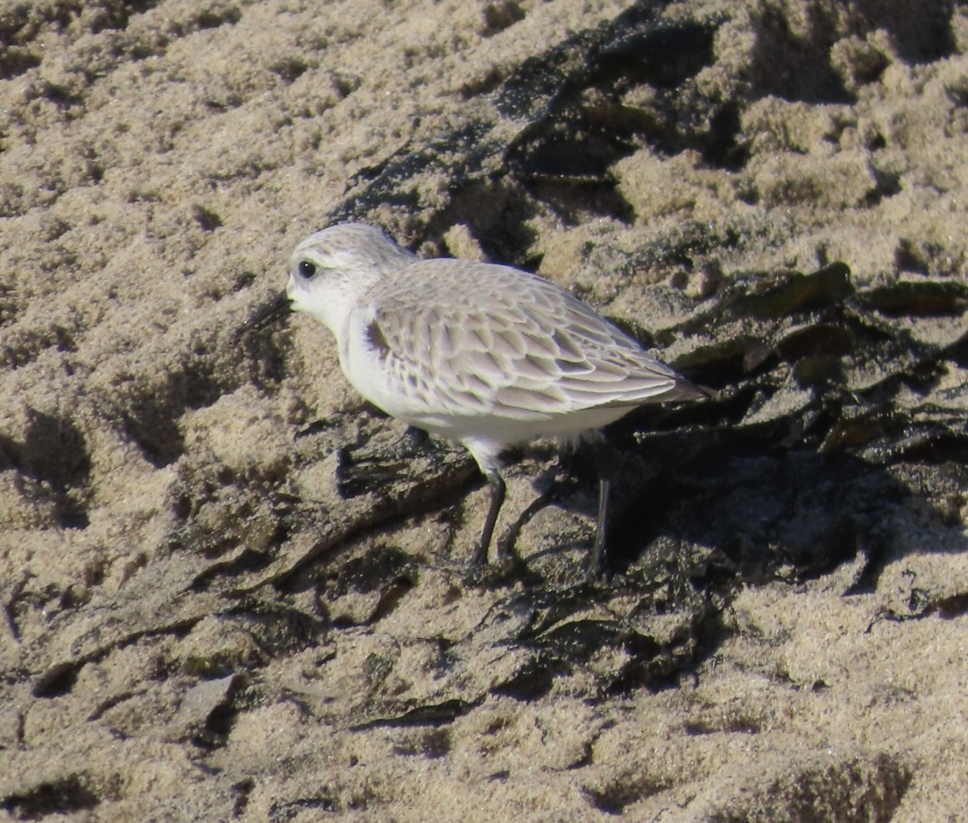 三趾濱鷸 - ML646497599