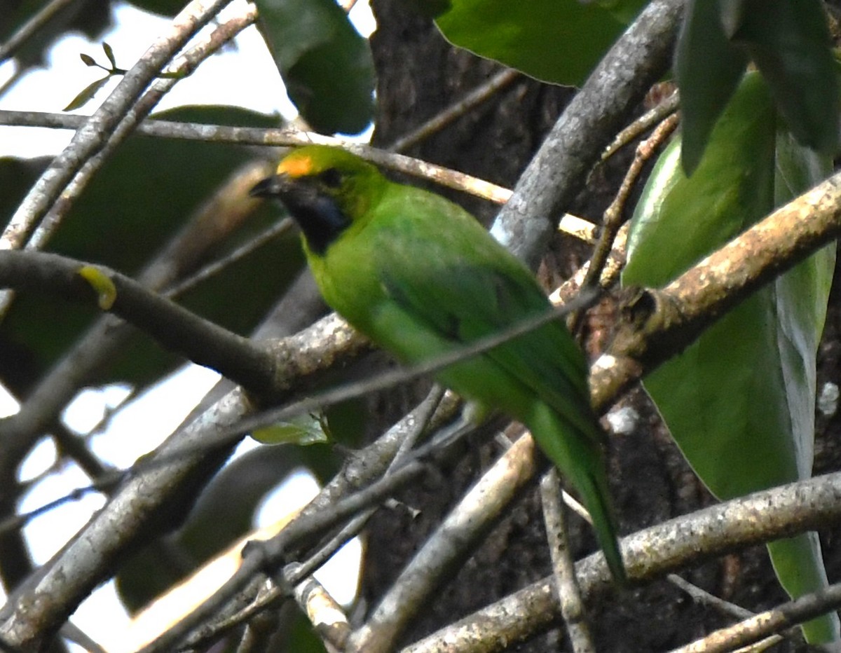 Golden-fronted Leafbird - ML646497601
