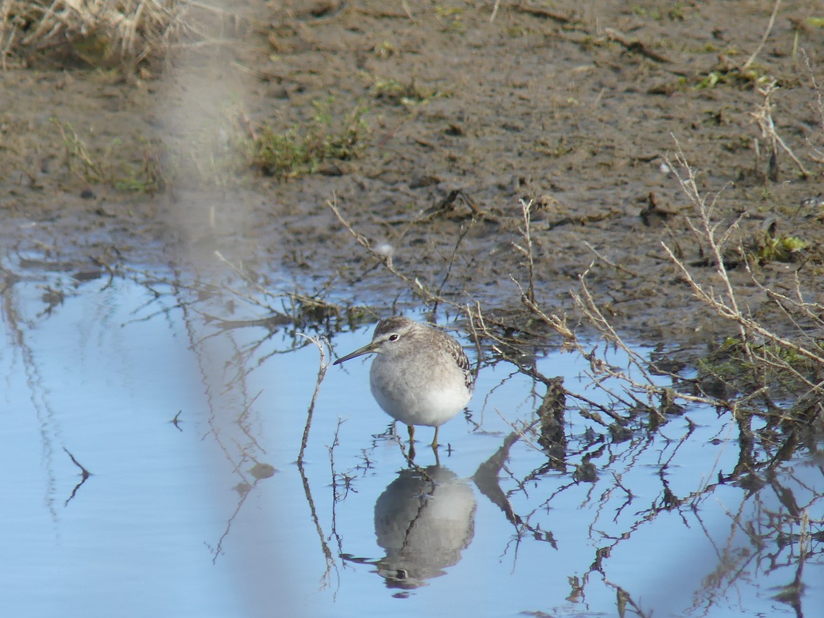 Bruchwasserläufer - ML646497603