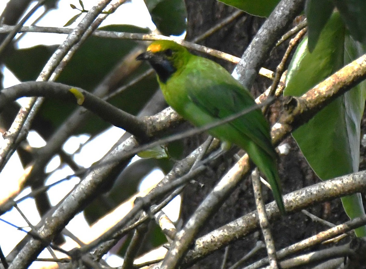 Golden-fronted Leafbird - ML646497604