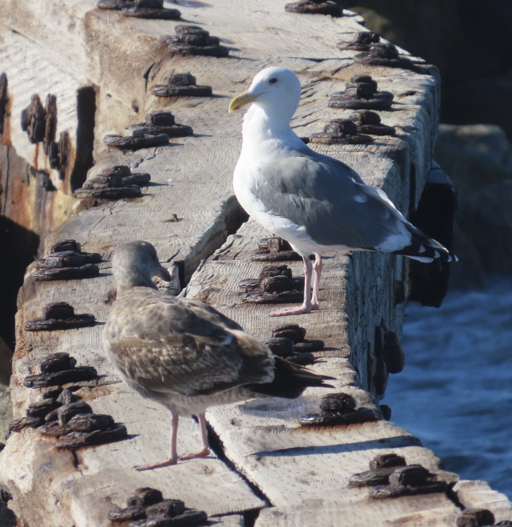 Western Gull - ML646497611