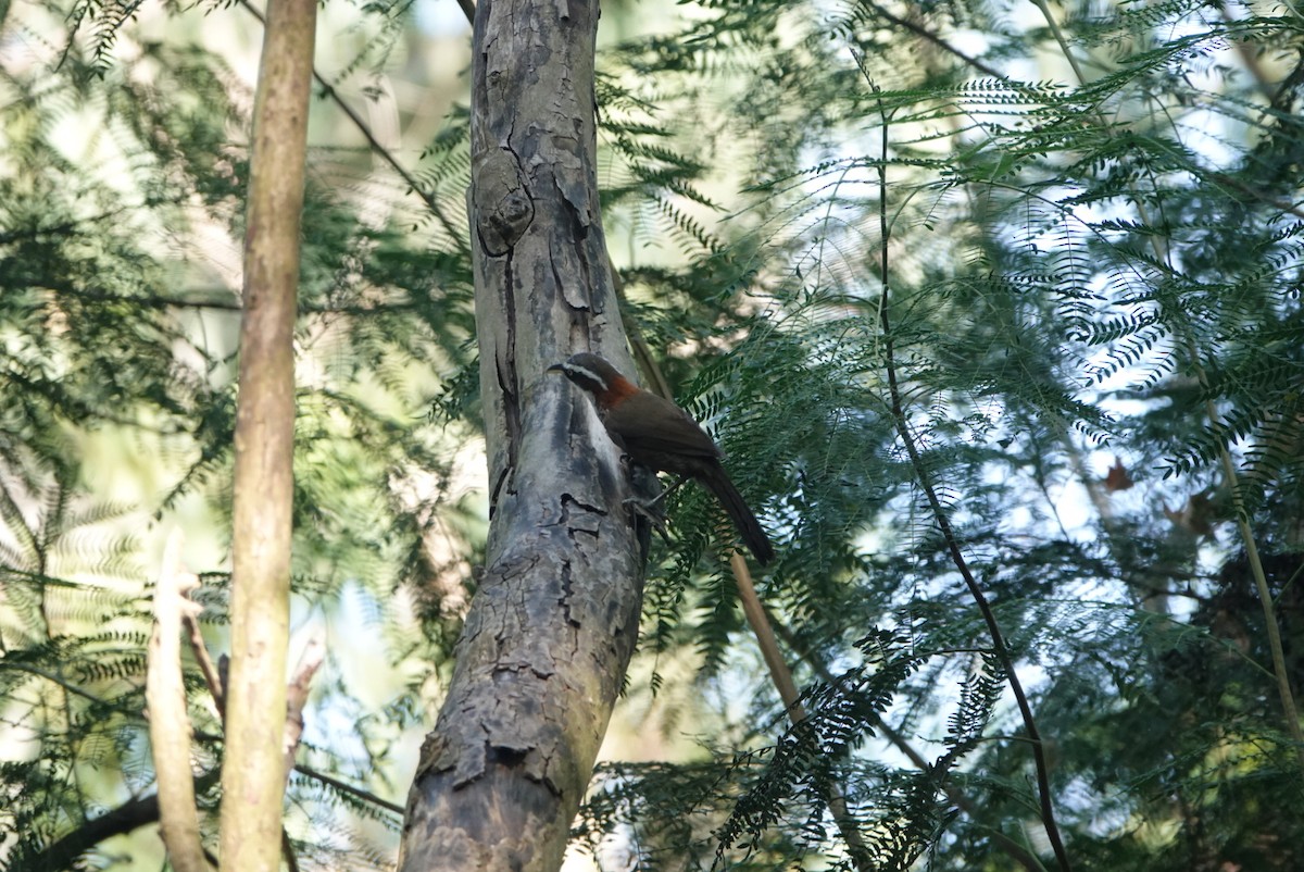 Taiwan Scimitar-Babbler - ML646497628