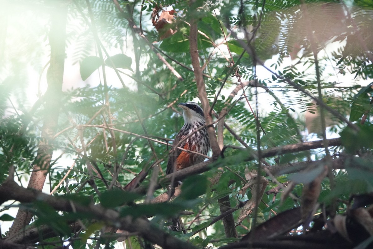 Taiwan Scimitar-Babbler - ML646497647