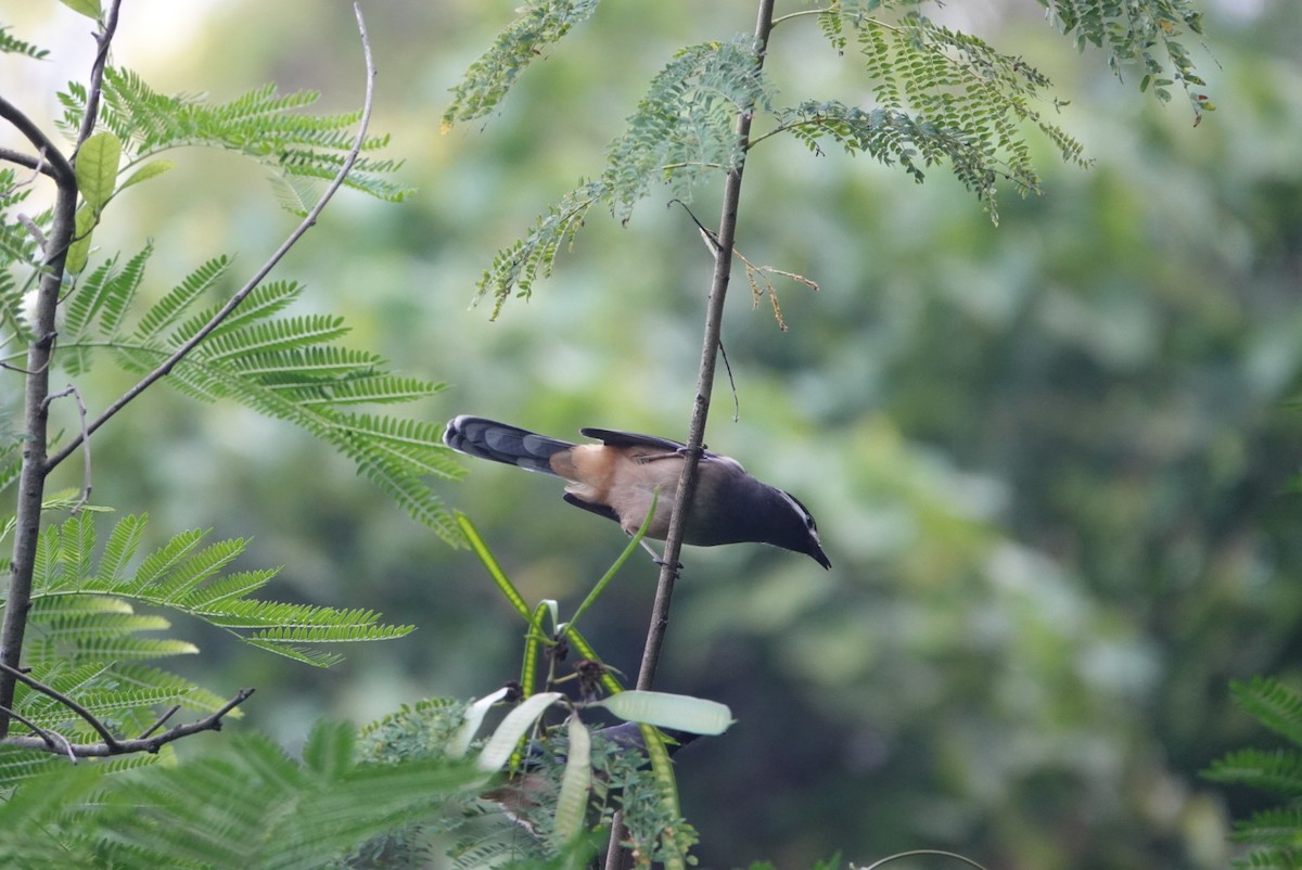 White-eared Sibia - ML646497664