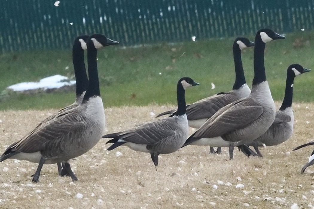 Zwergkanadagans - ML646497665