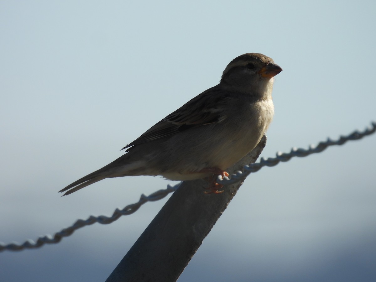 Gorrión Común - ML646497668