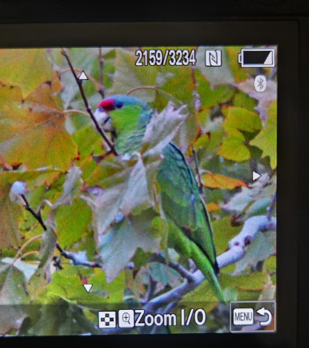 Синешапочный амазон - ML646497683