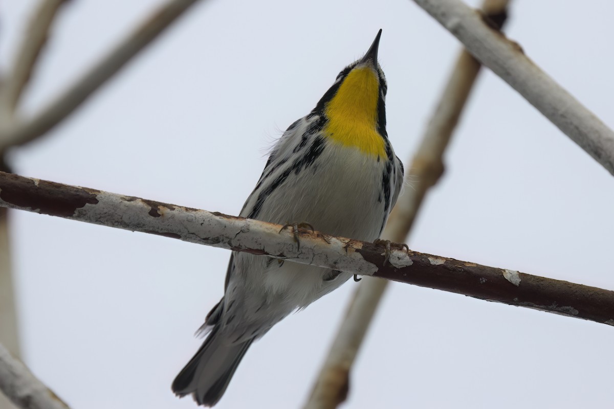 Yellow-throated Warbler - ML646497687