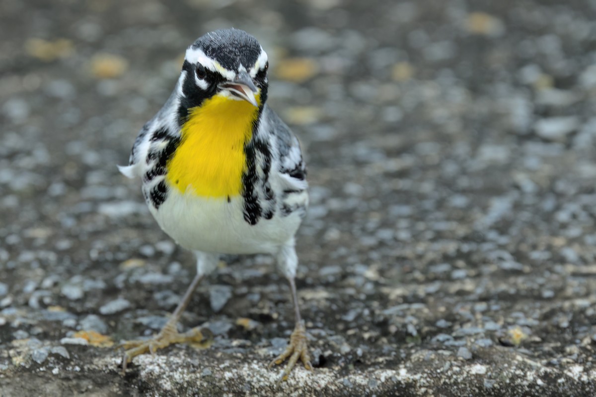 Yellow-throated Warbler - ML646497688