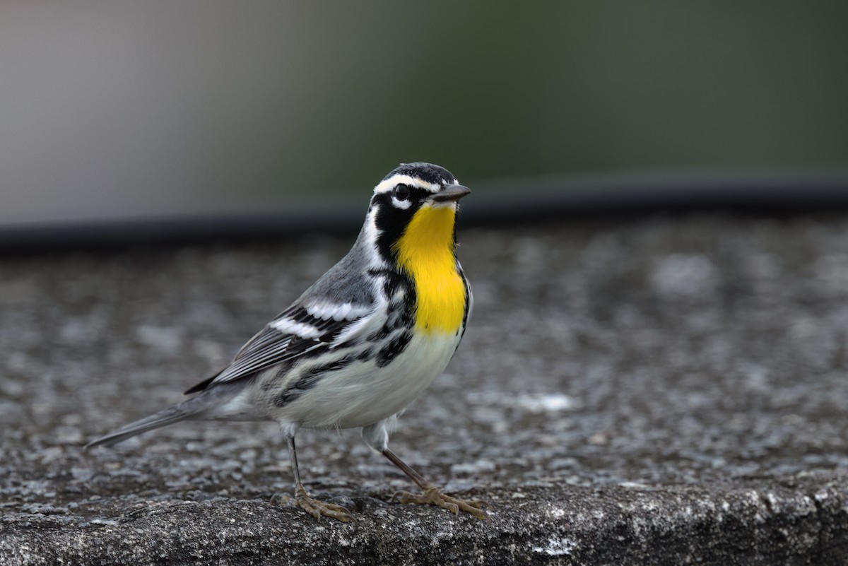 Yellow-throated Warbler - ML646497689