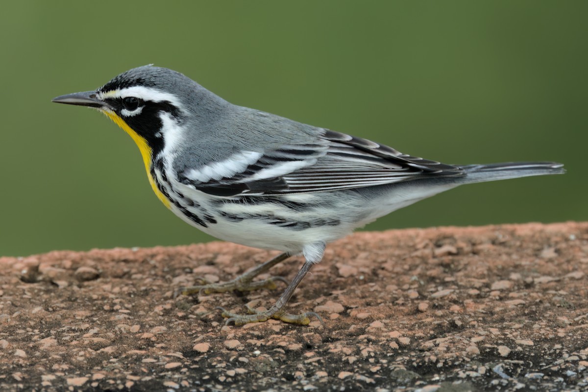 Yellow-throated Warbler - ML646497690
