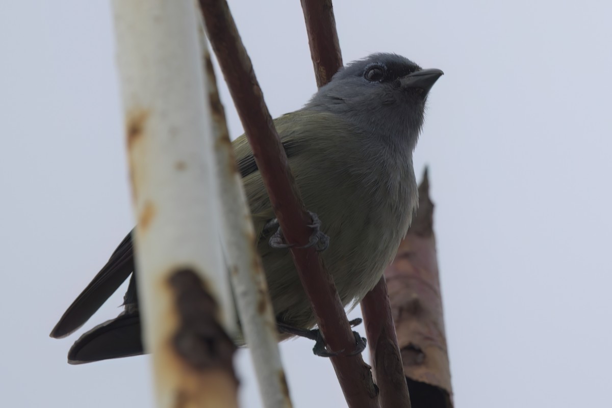 gulvingetanagar - ML646497703