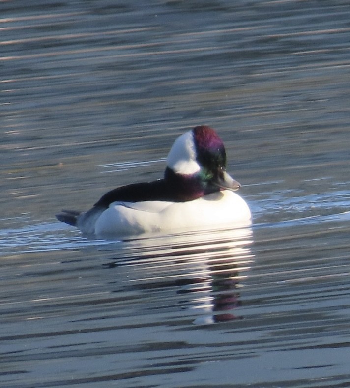 Bufflehead - ML646497710