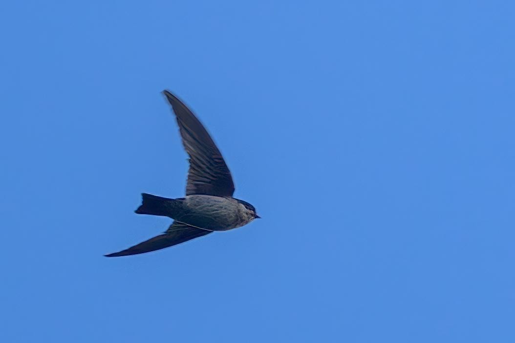 Asian House-Martin - ML646497714