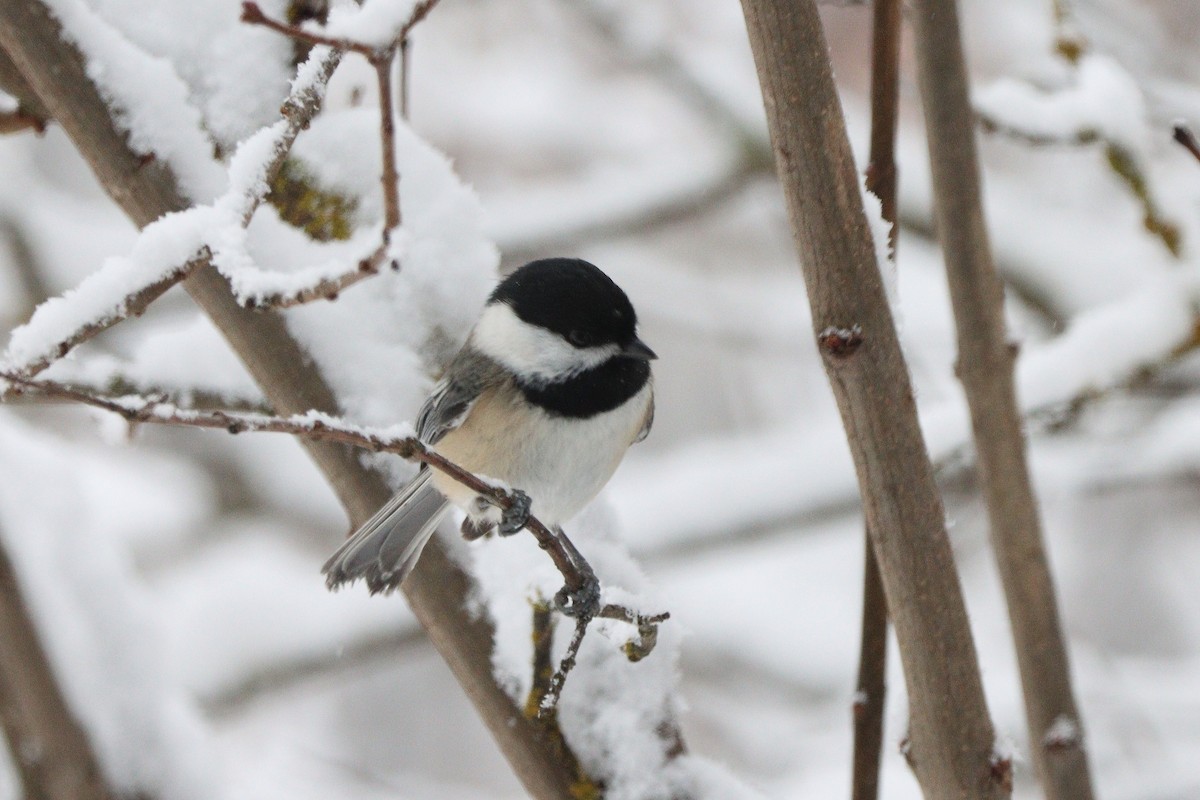 Black-capped Chickadee - ML646497721