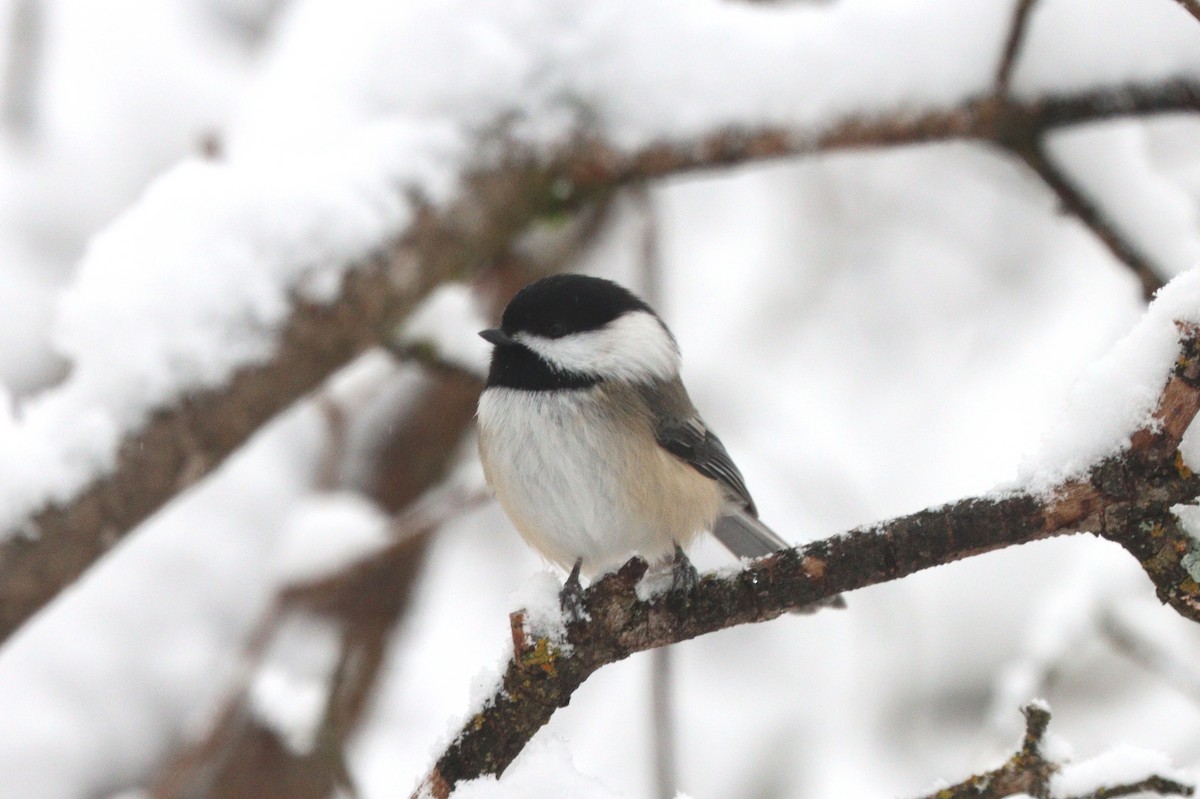 Black-capped Chickadee - ML646497722