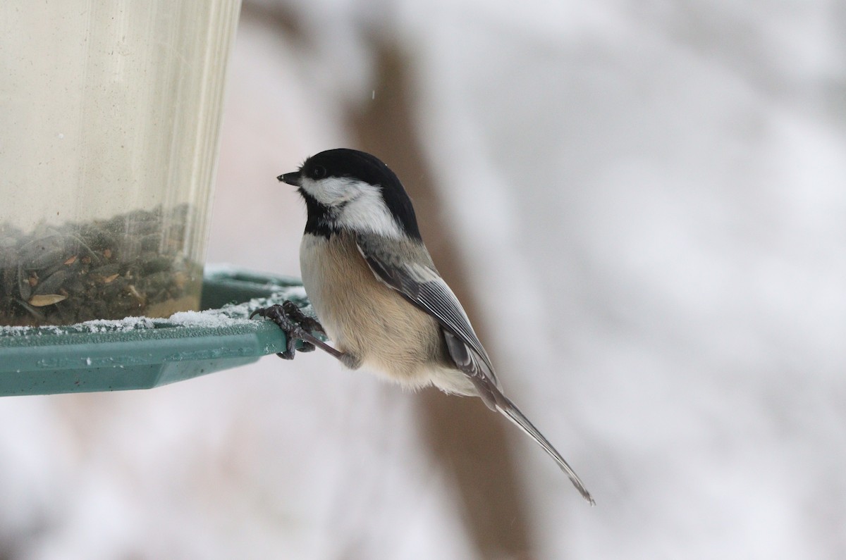Black-capped Chickadee - ML646497723
