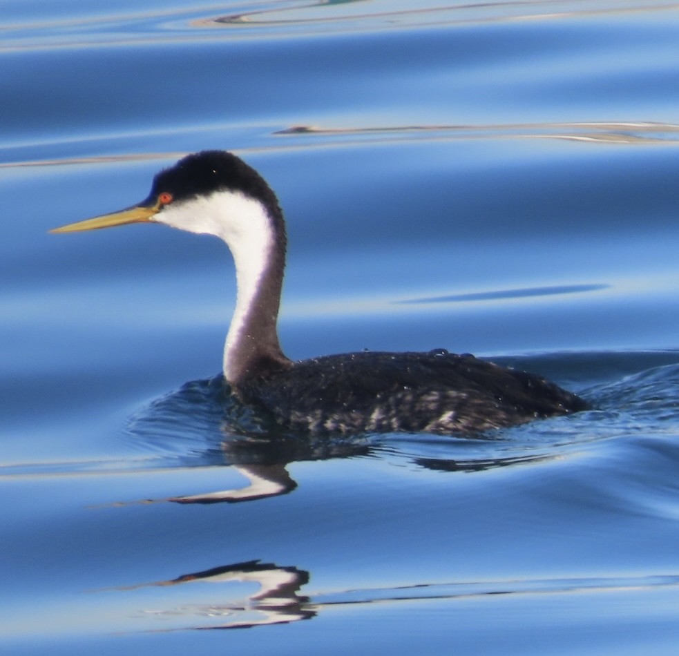 Western Grebe - ML646497724