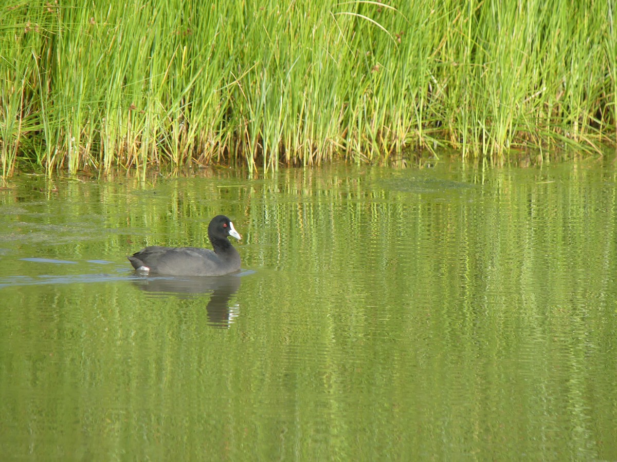 Eurasian Coot - ML646497728
