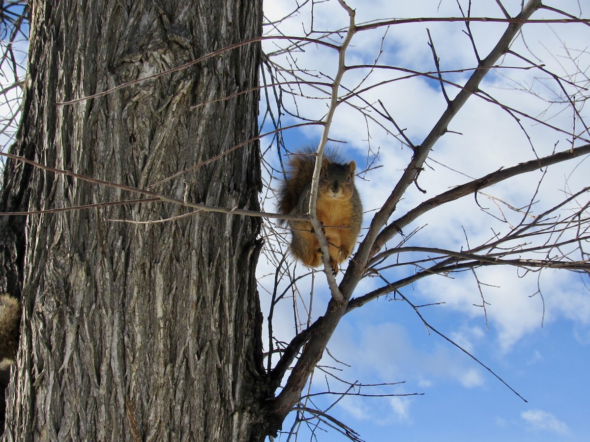 Western Fox Squirrel - ML646497730