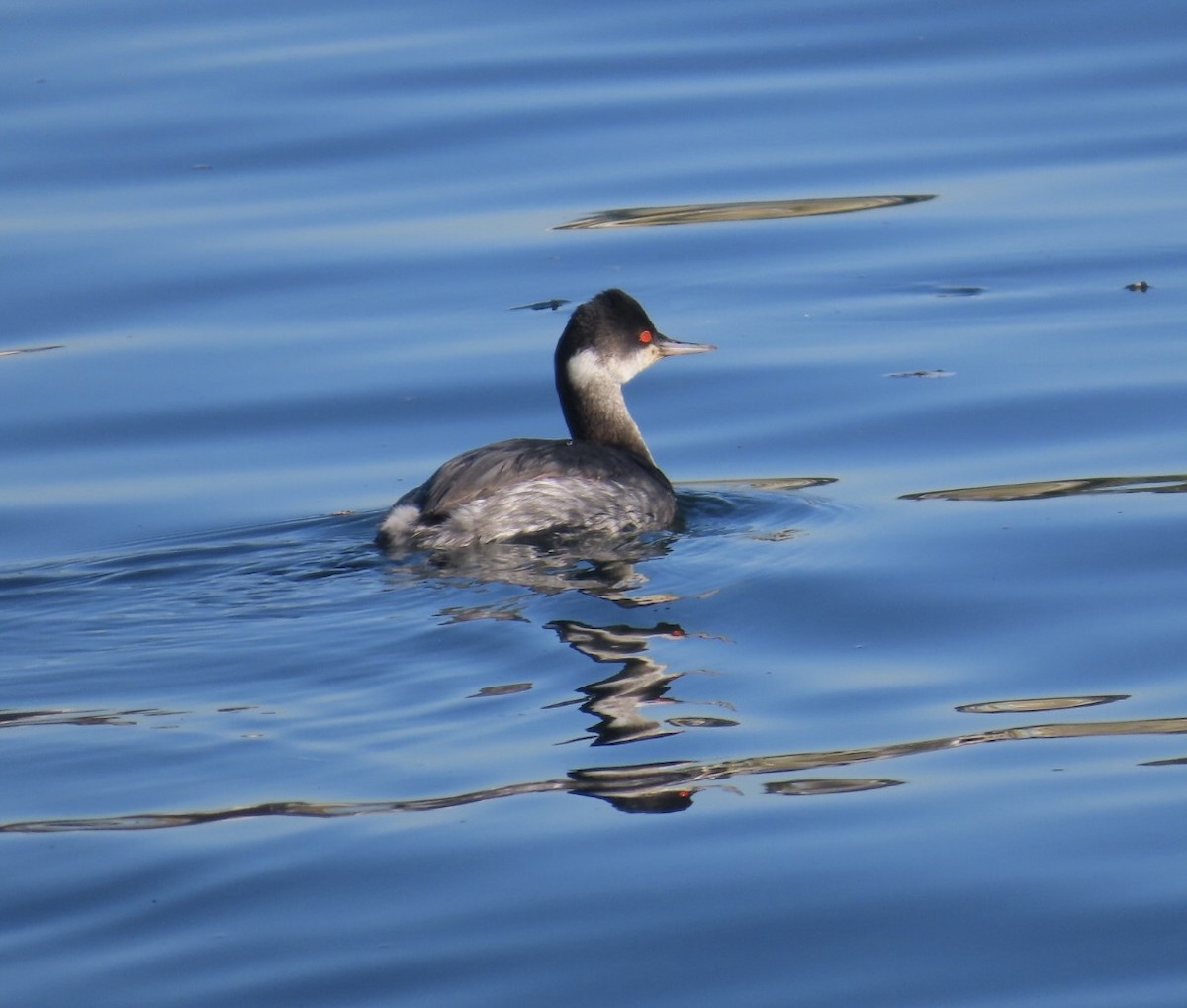黑頸鸊鷉 - ML646497731