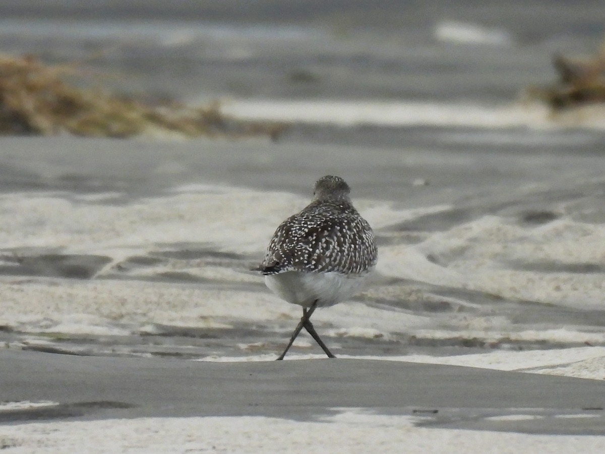 Black-bellied Plover - ML646497732