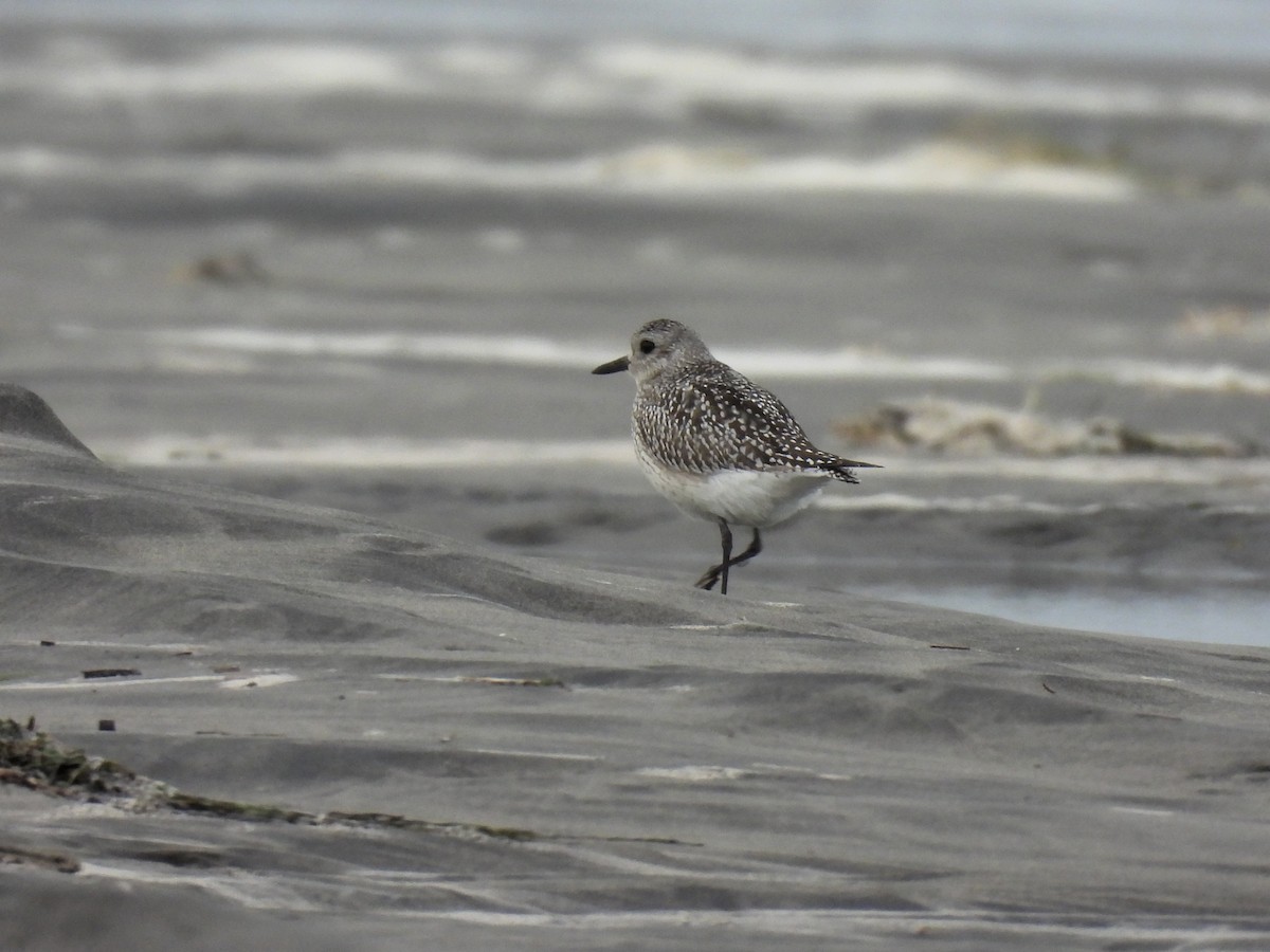 Black-bellied Plover - ML646497733
