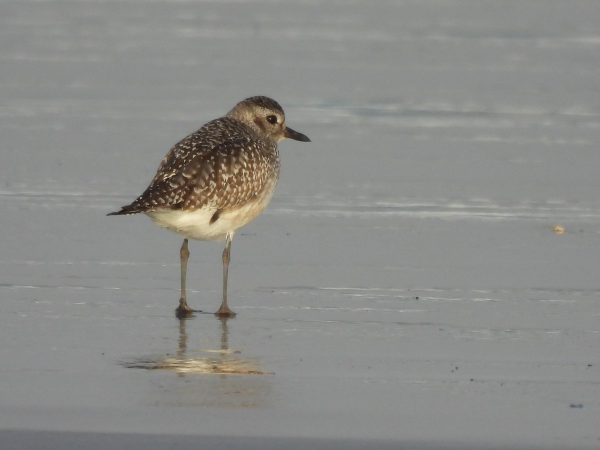 Black-bellied Plover - ML646497734