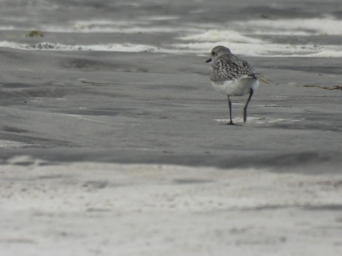 Black-bellied Plover - ML646497735