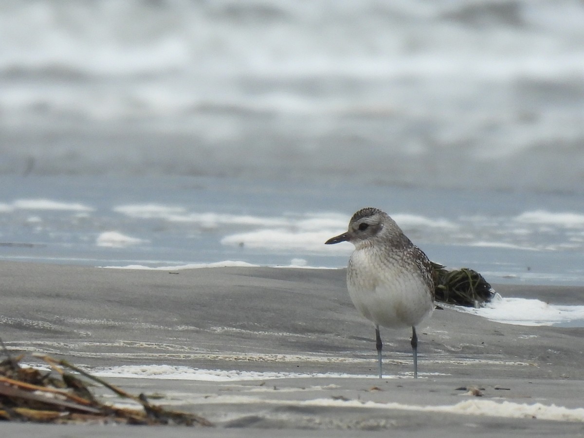 Black-bellied Plover - ML646497736