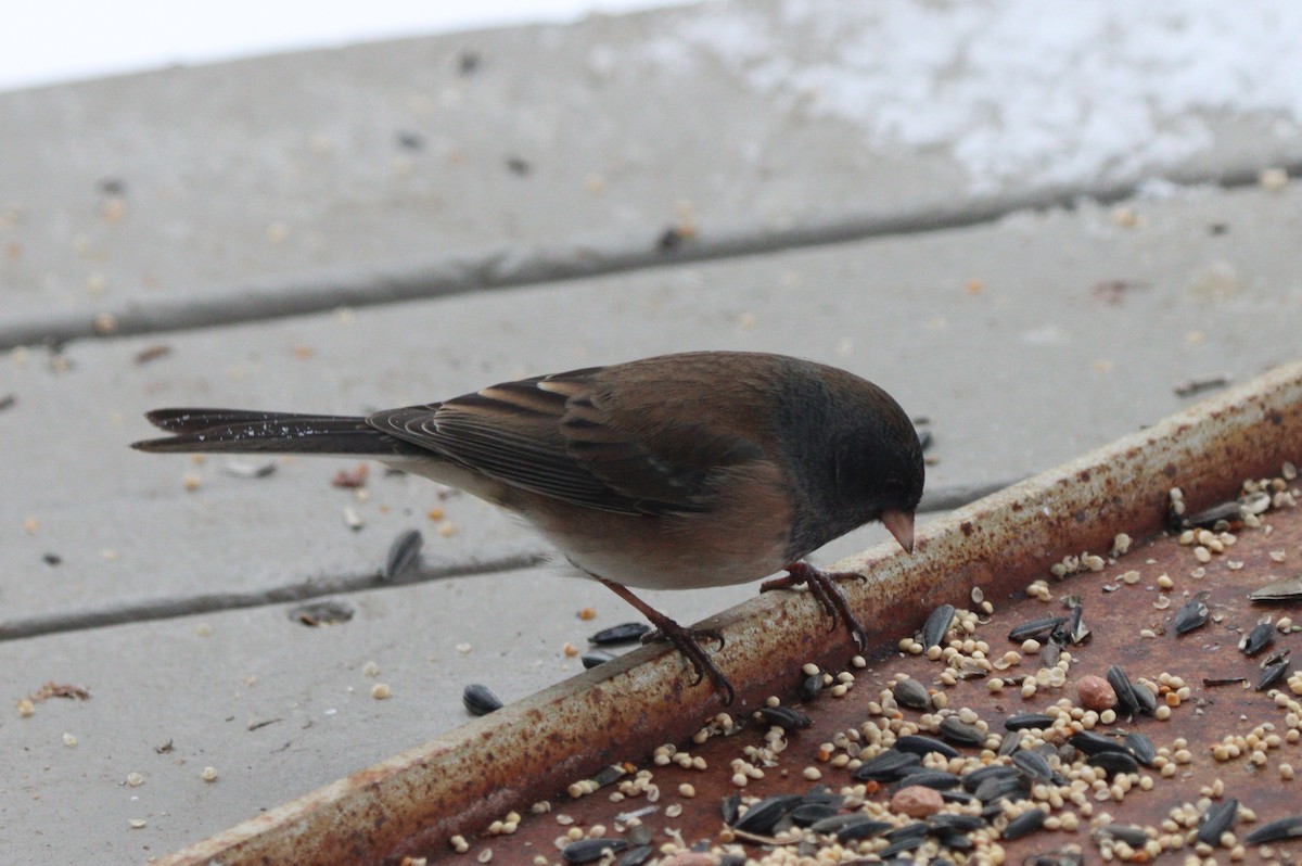 Dark-eyed Junco - ML646497737