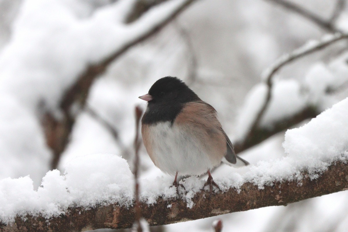 Dark-eyed Junco - ML646497738