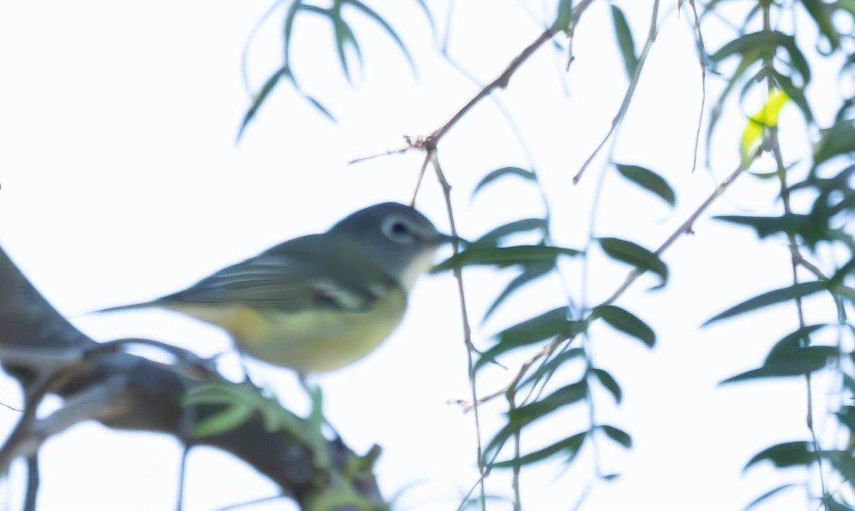 Сероголовый виреон - ML646497753