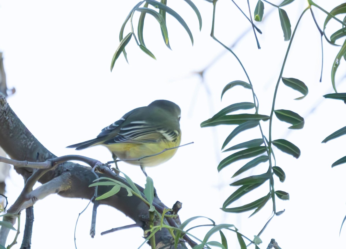 Сероголовый виреон - ML646497754