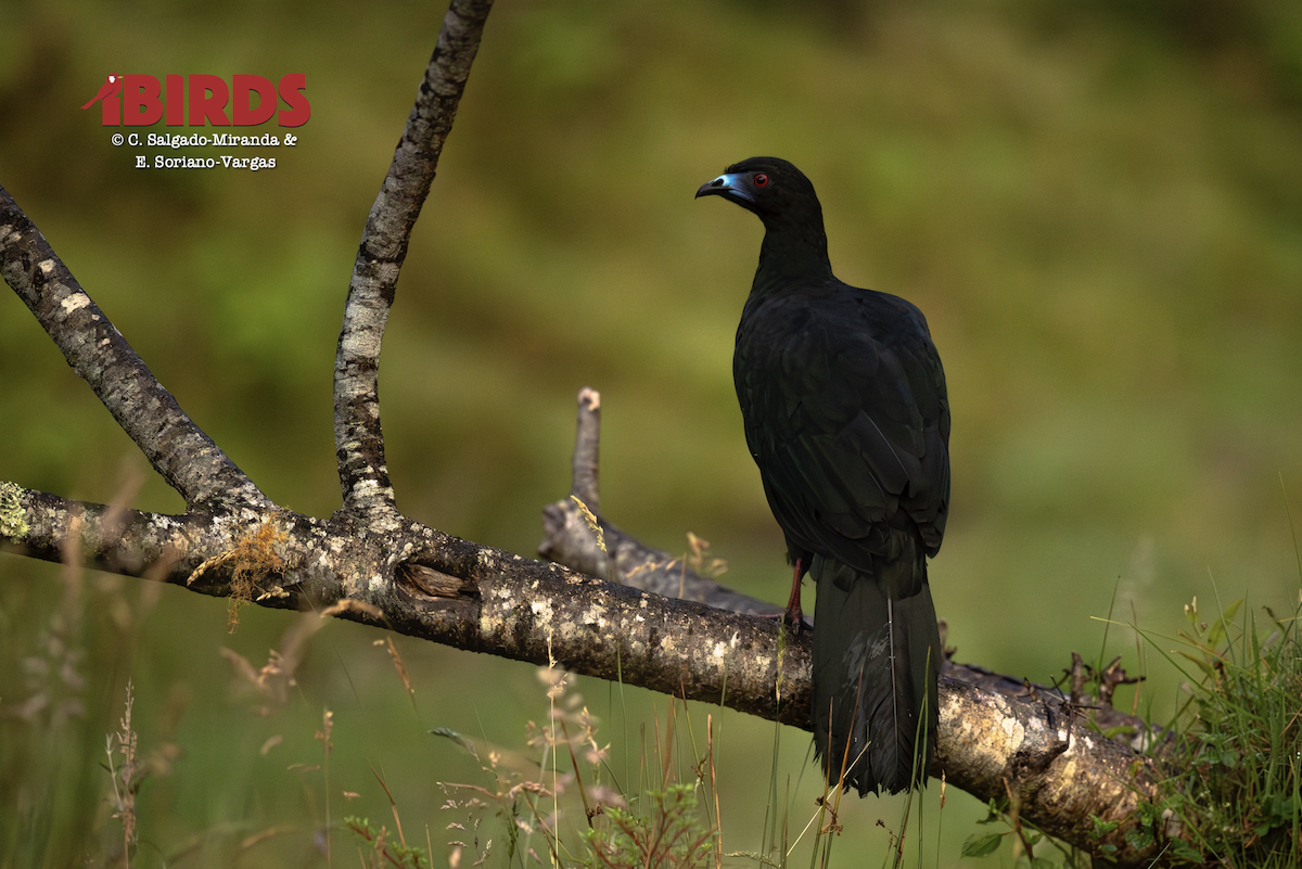 Schwarzguan - ML646497757