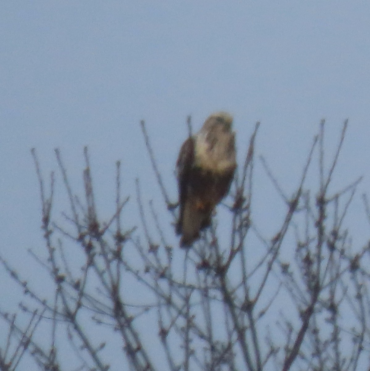 Rough-legged Hawk - ML646497758