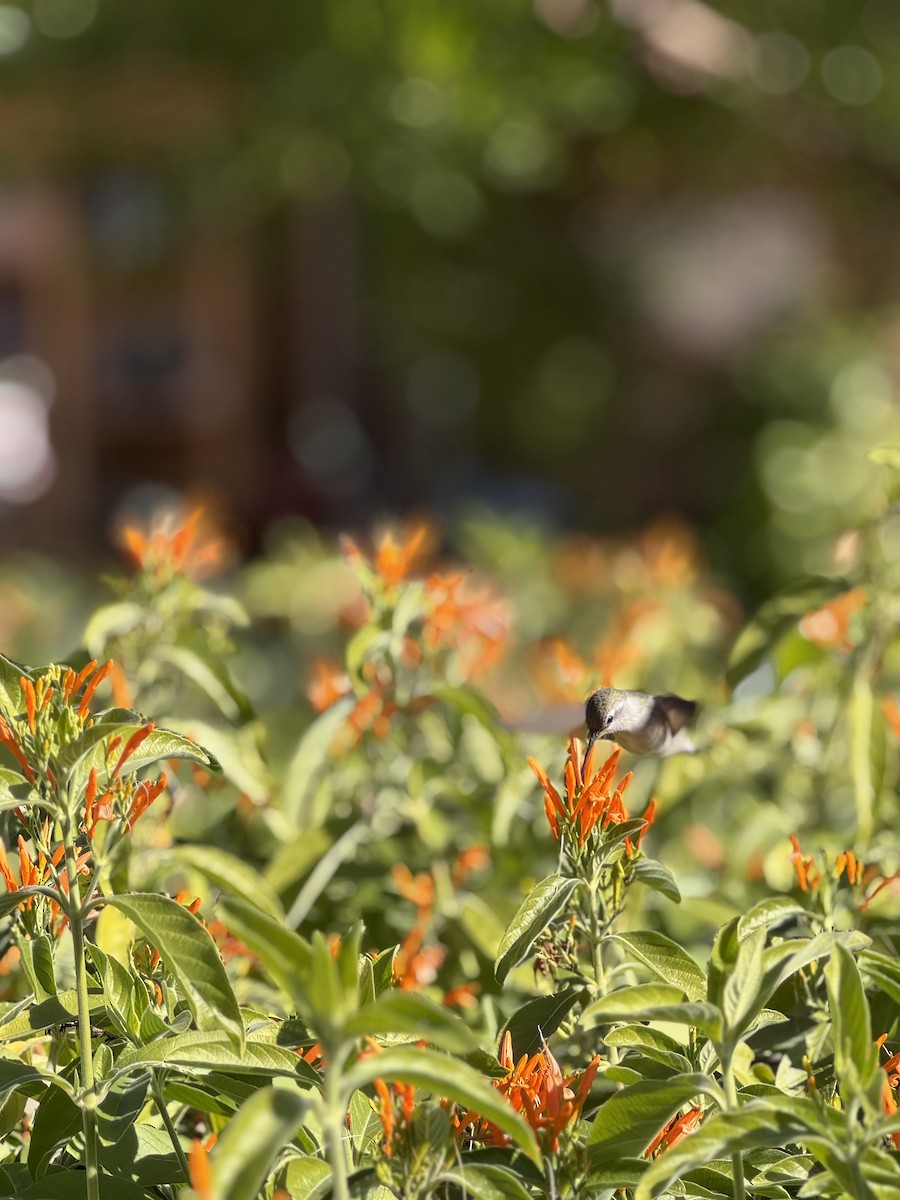 Costa's Hummingbird - ML646497760