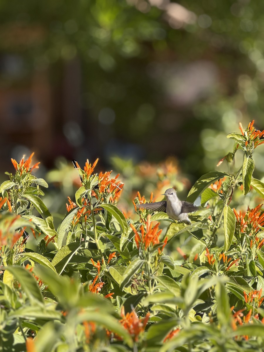 Costa's Hummingbird - ML646497762